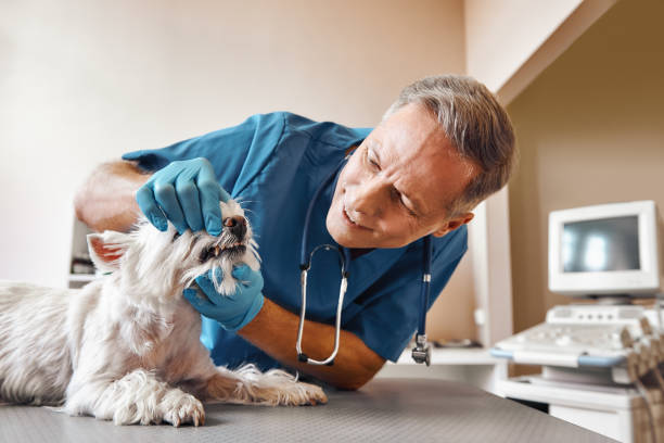 Best Walk-In Emergency Dental Services in South Duxbury, MA